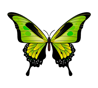 Green Butterfly Sticker
