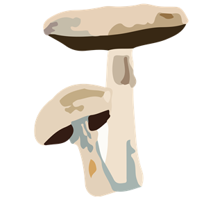 Two Mushrooms Sticker