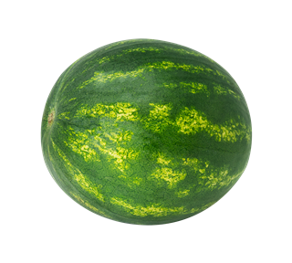 Watermelon Whole Sticker