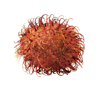 Rambutan Whole Sticker