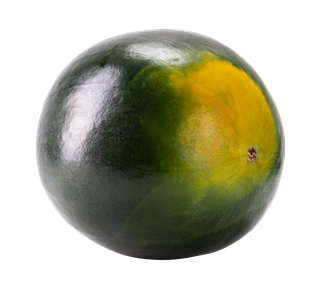 Watermelon Whole 2 Sticker