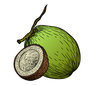 Coconut Illustration Sticker