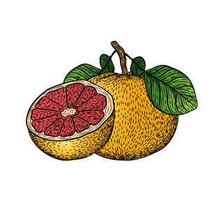 Grapefruit Illustration Sticker