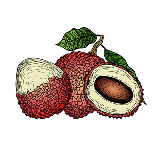 Lychee Illustration Sticker
