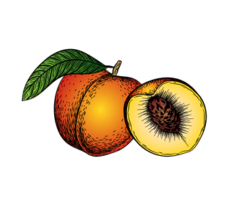 Peach Illustration Sticker