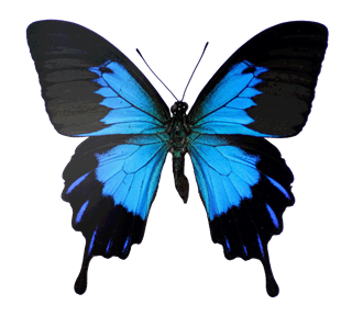 butterfly2 Sticker