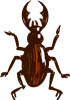Beetle
