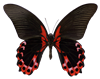 butterfly4
