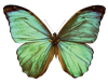 butterfly5