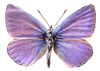 butterfly6