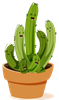 Cacti 1
