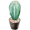 Cactus 2