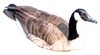 CanadaGoose