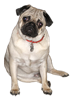 CooperPug