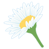 daisy(1)