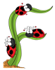 F_ladybugs