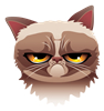 Grumpy Cat