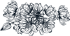 Ink Line Flower Group