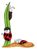 L_ladybugs