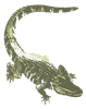 MP_aligator