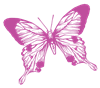 MP_Butterfly