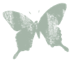 MP_Butterfly1