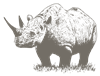MP_Rhino