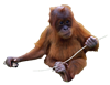 orangutan