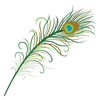 Peacock Feather
