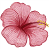 Pink Hibiscus Flower