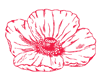 Poppy