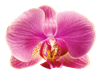 Radiant Orchid Flower