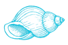 Sea Shell