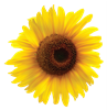 SUNFLOWER01