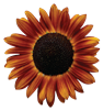 SUNFLOWER02
