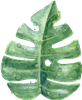 Tropical Leaf